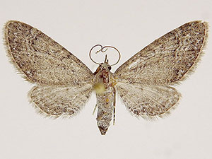 Eupithecia insolabilis