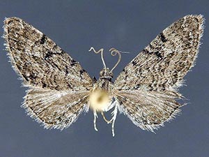 Eupithecia borealis