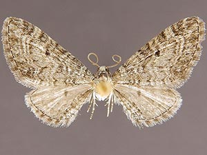 Eupithecia subcolorata