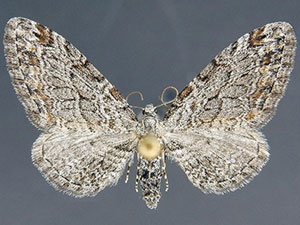 Eupithecia vitreotata