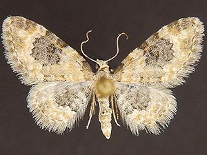 Eupithecia tenuata