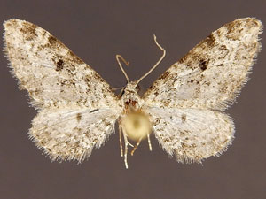 Eupithecia niveifascia
