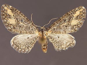 Eupithecia flavigutta