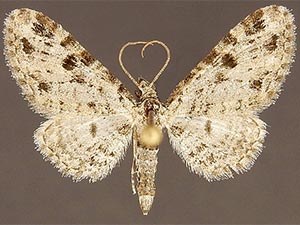 Eupithecia discoidalis