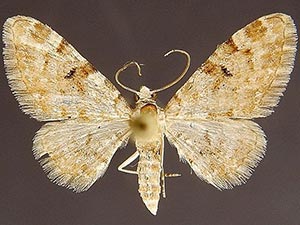 Eupithecia albida