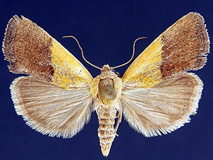 Ponometia bicolorata