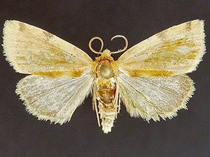 Azenia edentata