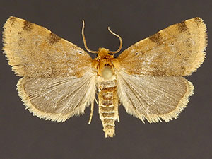 Azenia edentata