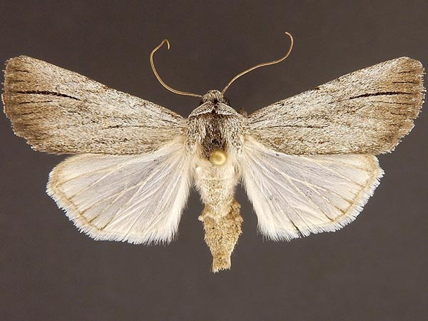 Moth Photographers Group – Sympistis collaris – 10133.1