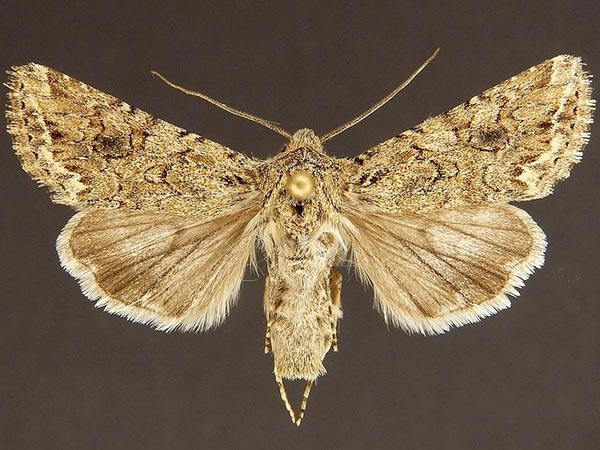 Moth Photographers Group – Jim Vargo – Plate 32 – Noctuidae: Hadeninae