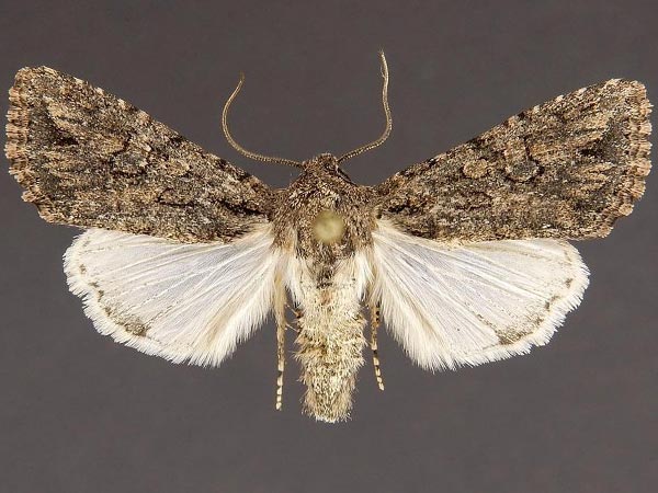 Moth Photographers Group – Scotogramma gatei – 10249