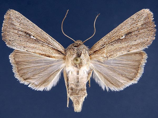 Moth Photographers Group – Leucania oaxacana – 10451