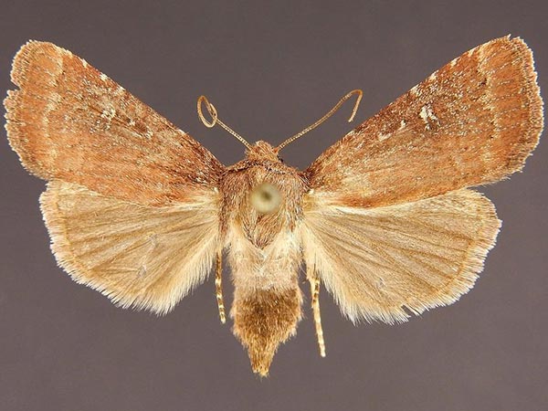 Moth Photographers Group – Pseudorthodes keela – 10581
