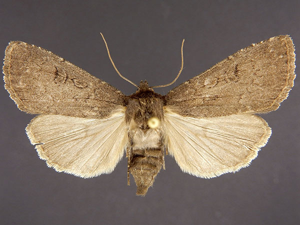 Moth Photographers Group – Graphiphora augur – 10928