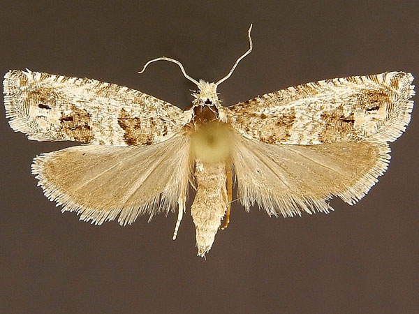 Moth Photographers Group – Pelochrista canana – 3141