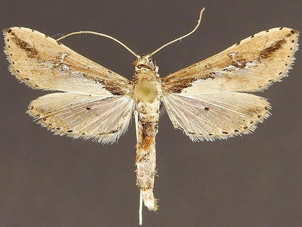 Moth Photographers Group – Ercta vittata – 5111
