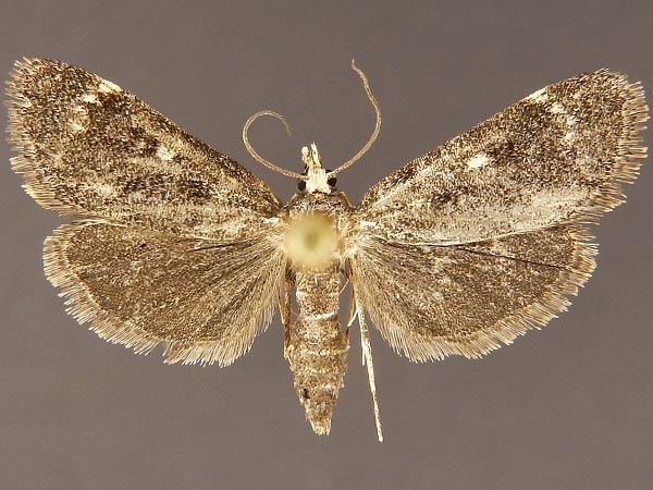 Moth Photographers Group – Loxostegopsis emigralis – 5118