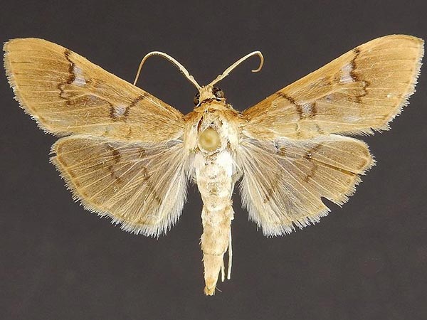 Moth Photographers Group – Microthyris anormalis – 5263