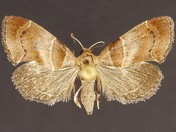 Moth Photographers Group – Tosale aucta – 5558