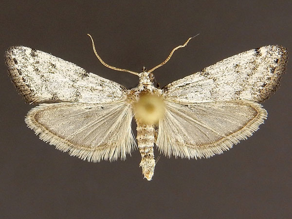 Moth Photographers Group – Bethulia championella – 6018.5