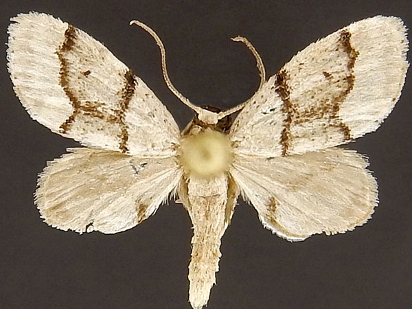 Moth Photographers Group – Idaea insulensis – 7106
