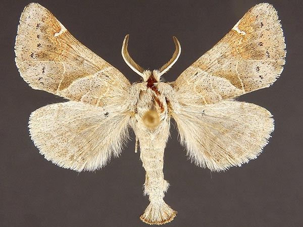 Moth Photographers Group – Clostera ornata – 7901.1
