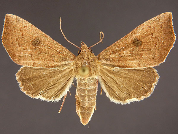 Moth Photographers Group – Anomis texana – 8550