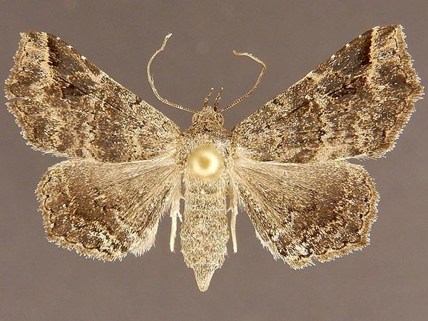 Moth Photographers Group – Lesmone fufius – 8652