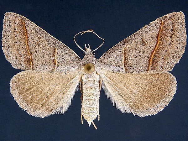 Moth Photographers Group – Ptichodis bistrigata – 8751