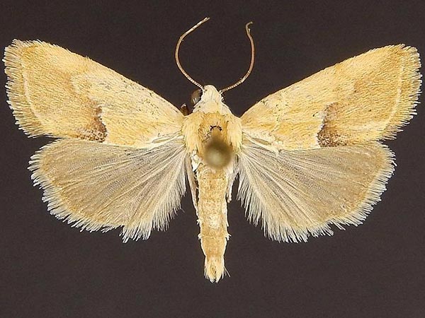 Moth Photographers Group – Ponometia venustula – 9087