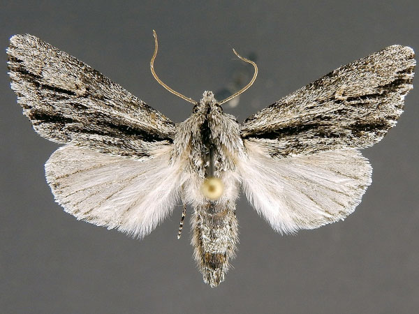 Moth Photographers Group – Acronicta browni – 9231.1