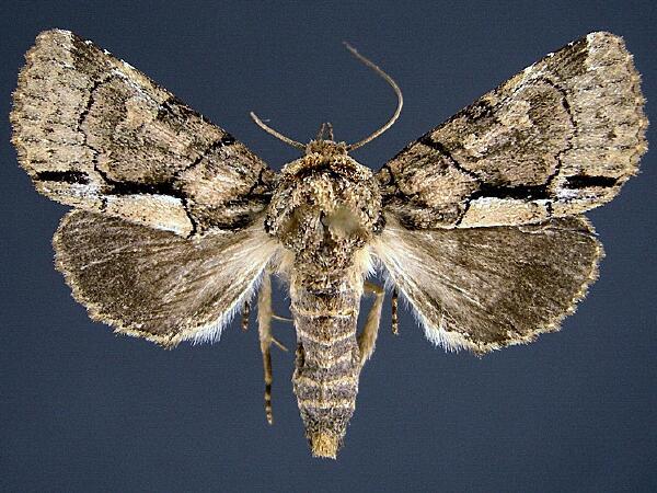 Moth Photographers Group – Speocropia trichroma – 9625