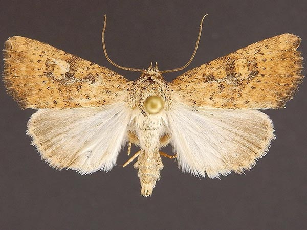 Moth Photographers Group – Perigea enixa – 9689.2
