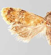 Monoceratuncus lantana