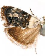 Neocaloreas leucobasis