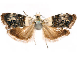 Neocaloreas leucobasis