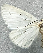 Cingilia orsona