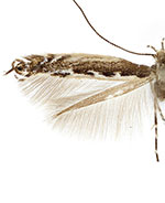 Micrurapteryx occulta