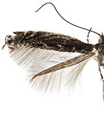 Micrurapteryx occulta