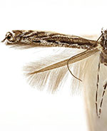 Micrurapteryx occulta