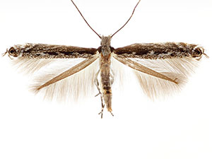 Micrurapteryx salicifoliella