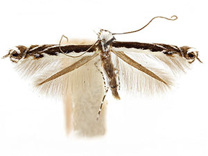 Micrurapteryx occulta