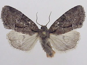 Cherokeea attakullakulla