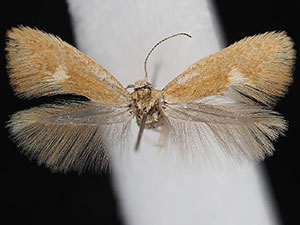 Coelopoeta aurora