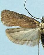 Agonopterix psoraliella