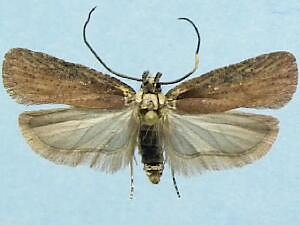 Agonopterix psoraliella
