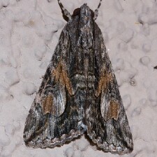 Moth Photographers Group – Living Moths Plate 25F – Erebidae: formerly ...