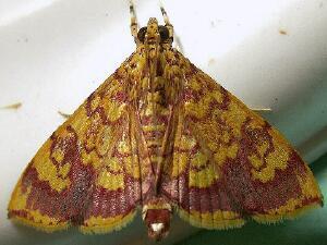 Portentomorpha xanthialis