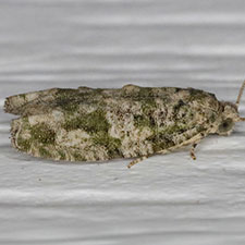 Proteoteras obnigrana