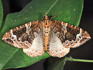 Eulithis prunata